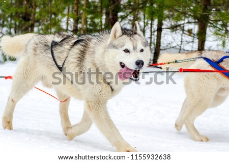Sled dog Siberian Husky breed in harness. Husky dog has black and white fur color. Forest background