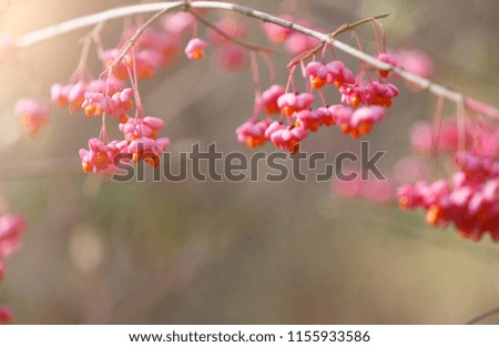 Fall plants against blurred field background, copy space
