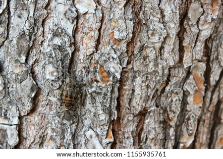 A picture of a single cicada siting on the tree´s trunk. Good example of natural camouflage. 