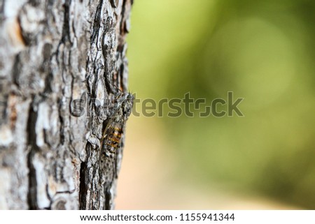 A picture of a single cicada siting on the tree´s trunk. Good example of natural camouflage. 