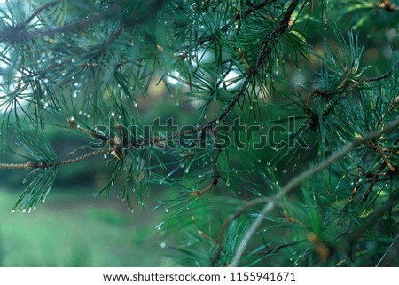 Forest after rain. Spruce branches in drops of dew