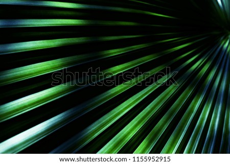 Green leaves texture,tropical leaf for nature background,leaf palm foliage tree,Abstract background

