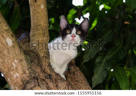 Black and white domestic short hair cat climbing the tree, looking something, on the center of picture, green leaf background