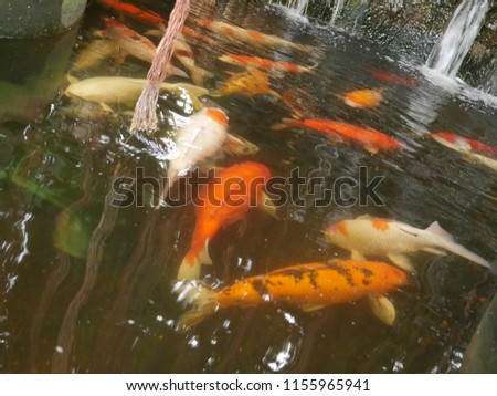 Carp fish in  pond