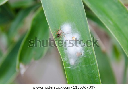 spider with offspring on a sheet of Yucca