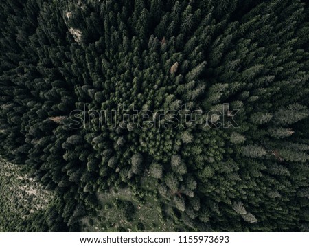 Aerial view of the mountain forest