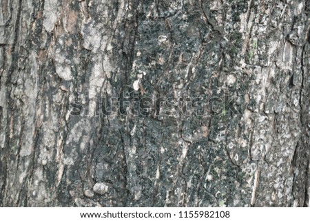 close up to outer shell surface of tree that was grungy and had something dark green in the middle of its surface.