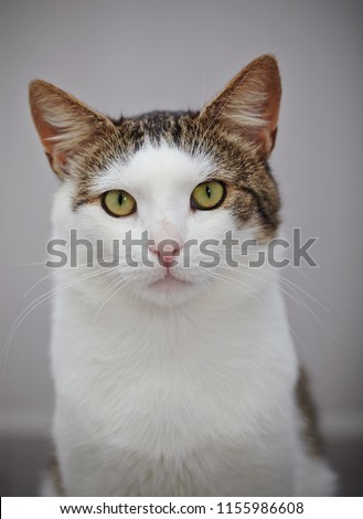Portrait of a domestic cat of a white color with striped spots.