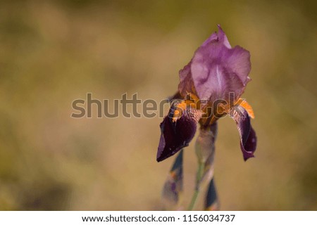 Purple and yellow Iris flower on brown nature background with a copy space for text. Close up horizontal photo of beautiful tenter iris flower. Tenterness. Backgrounds