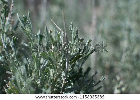 Sagebrush in the meadow Royalty-Free Stock Photo #1156035385