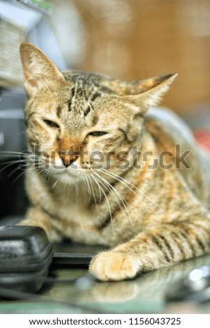 Thai brown cat with blur background