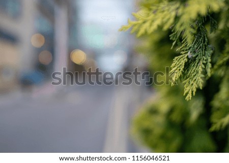 Pine leaves with bokeh background Royalty-Free Stock Photo #1156046521