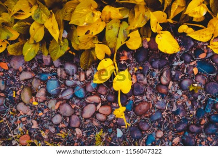 Yellow and Orange leaves with vintage tone in public natural park. Tropical dark Yellow and Orange leaves for abstract texture background.