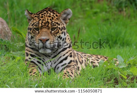 Jaguar animal portrait photo