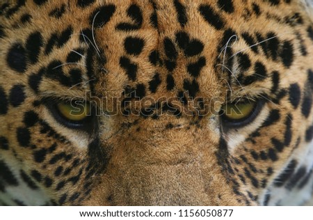 Jaguar animal portrait photo