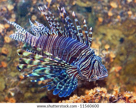 common lionfish (pterois miles)