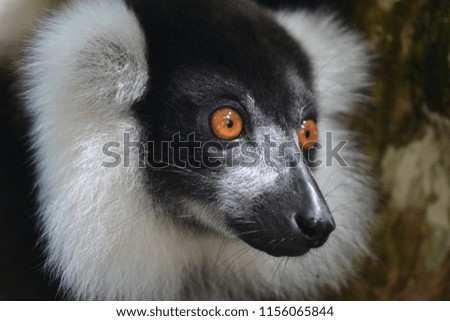 A close-up picture of a Sifaka Lemur in Madagascar.
