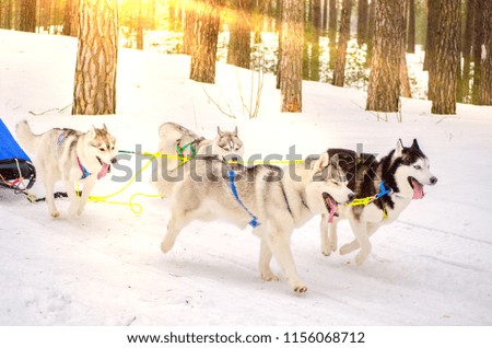 Sled dog Siberian Husky breed in harness. Husky dog has black and white fur color. Forest background