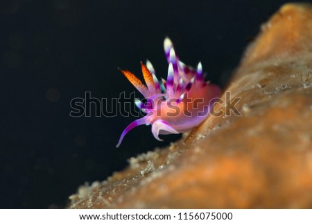 Nudibranch Coryphellina rubrolineata. Picture was taken in Lembeh strait, Indonesia
