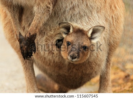 Baby kangaroo (joey) in its mother's pouch.