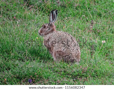 Hare (Lepus europaeus) in the pasture