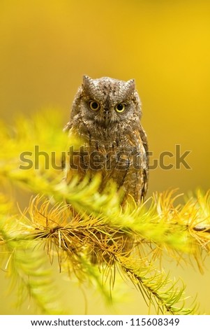 European scops owl (Otus scops) sitting on branch in autumn