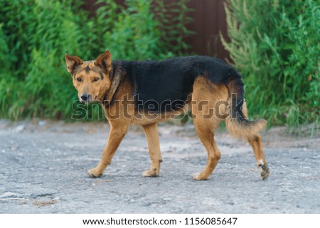 Walking dog at the summer day