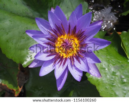 dark blue lotus flower footage