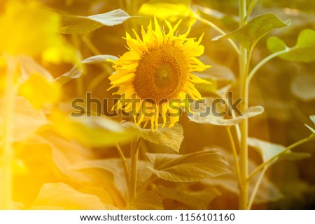 background picture of a sunflower field