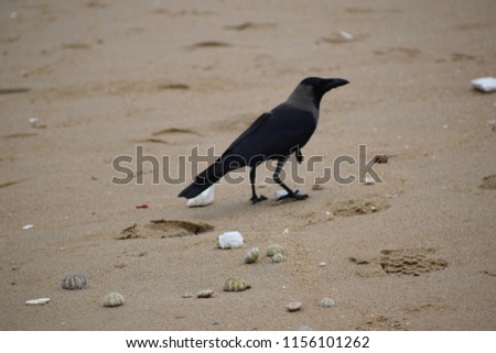 Crow on Indian Beach