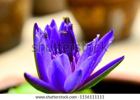 blooming Waterlily or lotus, blue on water