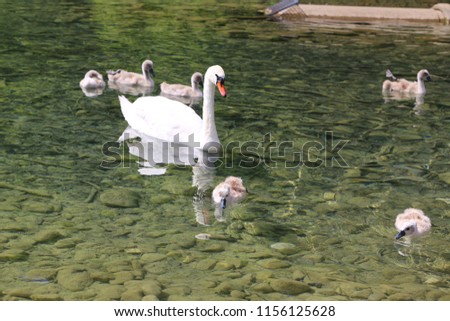 Swans on Alpsee lake
