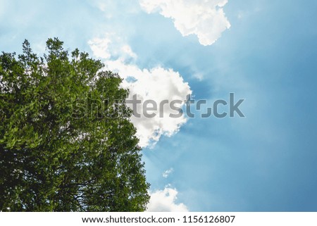 Big green tree and blue sky with sunlight shining through the cloud at summer time, with copyspace