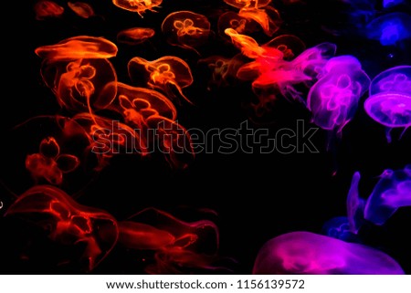 jellyfish  underwater in aquarium 
background