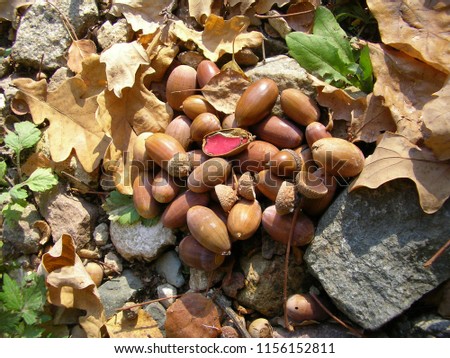 picture with acorns
