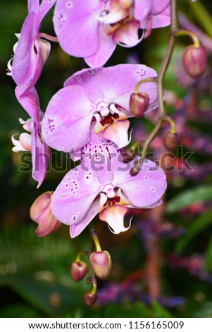 Beautiful orchids in muted sunlight.