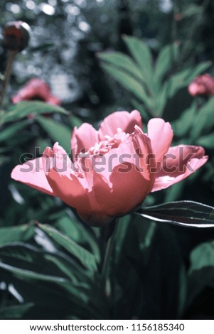 Close up of pink peony flower with green leaves