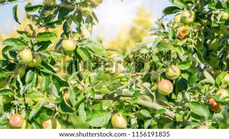 fresh ripe apples on a tree in a garden
