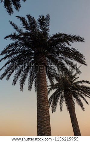 Palm trees silhouette at sunset. sunset and beach. Beautiful sunset above the sea