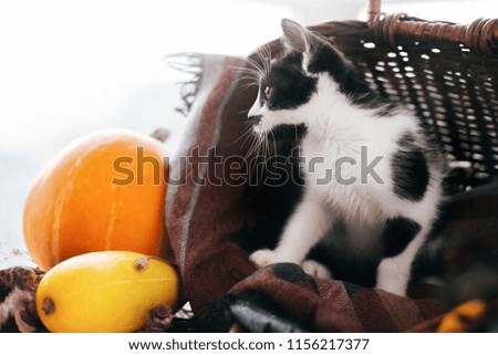 Happy Thanksgiving and Halloween. Cute kitty sitting in wicker basket with pumpkin and zucchini in light on wooden background. harvest and hello autumn concept. space for text
