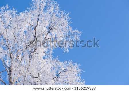 Winter branches with copyspace. Frost covered birch tree (Betula pendula) branches against blue sky.