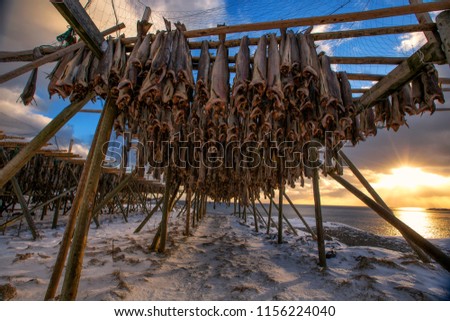Hanging cod stock fish on racks for drying in the sun and wind at sunset, Lofoten islands, Norway, Europe