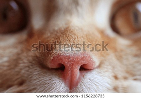 nose of red cat