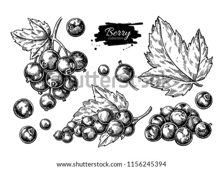 Black currant vector drawing. Isolated berry branch sketch on white background.  Summer fruit engraved style illustration. Detailed hand drawn vegetarian food. Great for label, poster, print Royalty-Free Stock Photo #1156245394