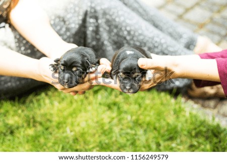 newborn dog puppies