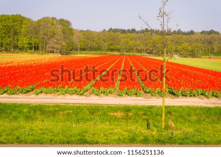 Netherlands,Lisse,Europe, a red stop sign sitting on top of a grass covered field