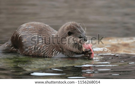 Otter feeding on fish