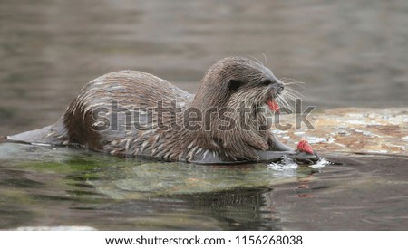 Otter feeding on fish