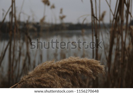 View of the other side of the river through the reeds on a gray cloudy day. The calm before the storm. Diversity in photography, creating depth and volume in the photo.