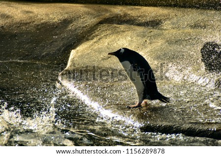 The Penguin is wanting to jump on the water